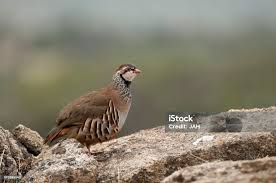 Image result for Alectoris rufa