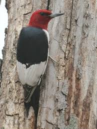 Bird Red Head Brown Body Small Red Headed Woodpecker Smaller Than The Pilliated Woodpecker Silly Birds You Hear Them Pecking On Metal From Time To Time Woodpecker Birds Beautiful Birds