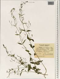 Image result for Dicliptera paniculata
