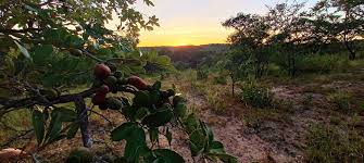 Image result for Hexalobus monopetalus