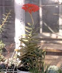 Image result for Crassula perfoliata