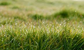 Bien sûr que c'est important d'avoir une belle pelouse saine sans trace de mauvaises herbes mais entretenir une pelouse c'est bien plus que. Entretien De La Pelouse Et Du Gazon Ferme Bedard Blouin