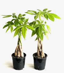 Image result for Pachira