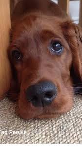 We did not find results for: 220 Irish Setter Dogs Ideas Irish Setter Dogs Irish Setter Dogs