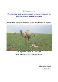 Camel cheese is indeed a thing, how it tastes i have no idea but the process is a little more involved since camel milk is very low in fat. Pdf Production And Management System Of Camel In Gadarif State Sudan