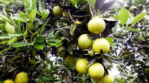 Cameroun Les Periodes De Recolte Des Fruits Dans L Annee