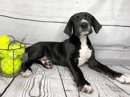 Favorite this post aug 4. Great Dane Puppies Petland Grove City Oh