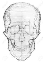 Here, i'll show you an idea on how to have your realistic skull drawing. Hand Drawn Illustration Of A Human Skull Pencil Sketch Isolated Stock Photo Picture And Royalty Free Image Image 78577889