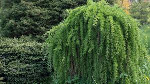 Image result for Tricalysia acocantheroides