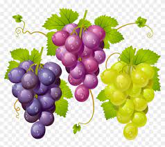 Grape Vector Seed Imagenes De Racimos De Uvas Hd Png Download 1181x1181 2470246 Pngfind Descargar 3d realistas racimos de uvas. grape vector seed imagenes de racimos