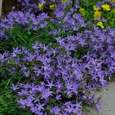 Campanula Poscharskyana Blue Waterfall Shade Plants Creeping Myrtle Garden Vines