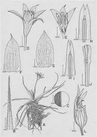 Image result for Velloziaceae