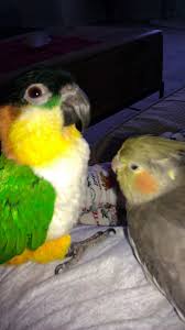 Squeak Caique Saffy Cockatiel