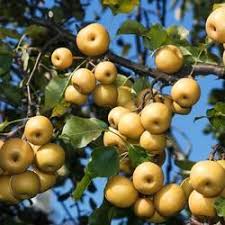 Check out our fruit tree for sale selection for the very best in unique or custom, handmade pieces from our craft supplies & tools shops. Shinseiki Asian Pear Tree In 2021 Dwarf Fruit Trees Fruit Trees Asian Pear