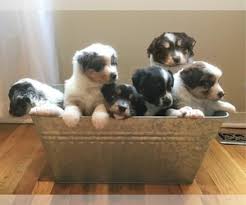 Search by breed, size, & more. Puppyfinder Com Puppies Puppies For Sale Near Me In Albuquerque New Mexico Usa Page 1 Displays 10