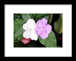 Image result for Brunfelsia australis