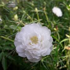 Image result for Portulaca