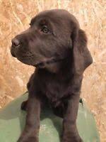 Elvis sucht ein liebevolles zuhause. Welpe Sucht Neues Hunde Und Welpen Kaufen In Hannover Ebay Kleinanzeigen