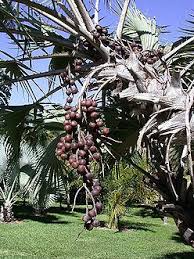 We did not find results for: Hyphaene Coriacea Palmpedia Palm Grower S Guide