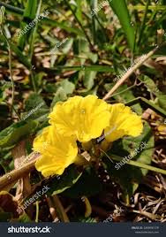 Image result for Merremia verecunda