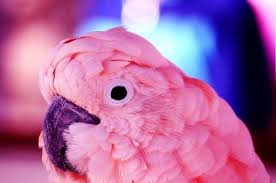 Pink Parrot Guzel Kuslar Papaganlar Renkler