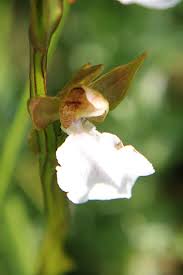 Image result for Neobolusia