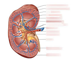 Heart arteries arteries and veins simple heart diagram science diagrams physical education lessons a level biology critical care nursing nursing notes circulatory difference between arteries and veins table easy biology class. Label Kidney Veins Arteries Diagram Quizlet