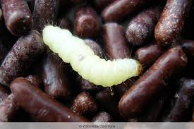 Als klassische grundausstattung gelten zwei kleine töpfe mit ca. Kleine Wurmer Im Bad 4 Mogliche Wurmer Mit Bild Gartenlexikon De