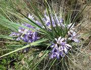Image result for Xerophyta eylesii