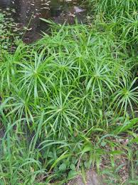 Image result for Cyperaceae