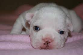 French bulldog newborn puppies newborn french bulldog puppies french bulldog mom cleaning puppies puppy exhausts mom | too cute! Snow White Newborn French Bulldog Puppy Jpg