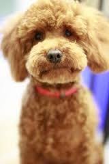 Teddy Bear Haircut Miniature Poodle Google Search Dog Grooming Styles Toy Poodle Haircut Dog Grooming Tips