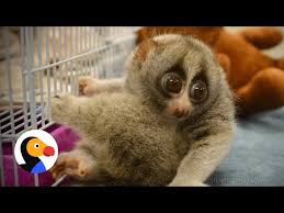And that slow lorises are suffering terribly. Slow Lorises Hate To Be Tickled Why They Should Never Be Pets The Dodo Youtube