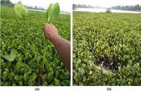 Image result for Pontederia crassipes