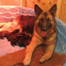 Do you want to adopt a german shepherd puppy? Akc German Shepherd Puppies For Sale In Lexington Kentucky Classified Hoodbiz Org