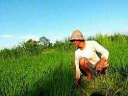 Kita perlu tukar pertanian kita kepada pertanian yang disokong oleh teknologi moden. Struktur Ekonomi Bali Menyeimbangkan Pertanian Dan Pariwisata Balipost Com