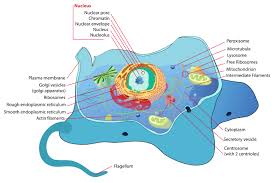 We did not find results for: File Animal Cell Structure En Svg Wikimedia Commons