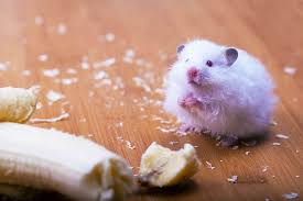 A diet high in fatty treats can also cause your hamster to get backed up. Can Hamsters Eat Bananas The Best Treat Guide Petskb