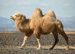 The wild bactrian camel (camelus ferus) is called havtgai (flat) in mongolian. 7 Interesting Facts About Mongolia Phukettimes