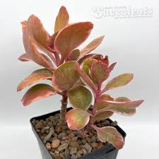 Image result for Kalanchoe dyeri