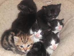 Facebook is showing information to help you better understand the purpose of a page. 6 Kittens Free To Good Home Cats For Adoption In Navan Meath From Saleanddeal