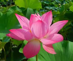Check spelling or type a new query. Giant Lotus One Of The Tallest Lotus Bergen Water Gardens Lotus Paradise