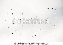 Birds Flying In The Sky Clipart Flocks Of Birds Flying In The Sky Stock Photo Search Pictures And Photo Clip Art Csp53817020 Flock Of Birds