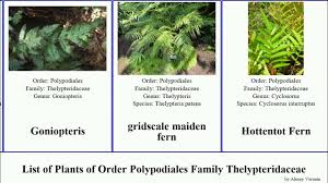 Image result for Pneumatopteris unita