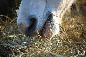 Horses are grazing animals and have evolved to eat forage for up to 16 hours a day, so what we interpret as. Is Hay All Day Too Much Or Just Enough For Horses Horse Racing News Paulick Report