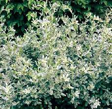 Image result for Atriplex halimus