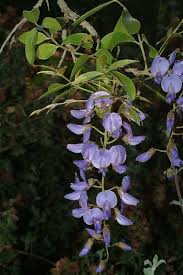 Image result for Bolusanthus speciosus