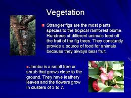 Tropical rainforests mainly occur inside the world's equatorial regions. The Tropical Rainforest Biome Climate The Average Temperature