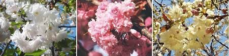 30+ varieties of flowering cherry tree suitable for small gardens. A Beginner S Guide To Cherry Blossom Viewing Cherry Tree Varieties