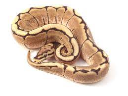 Vanilla Spider Specter Cute Snake Snake Lovers Ball Python